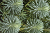 Horticulture