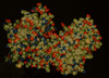Bioscience